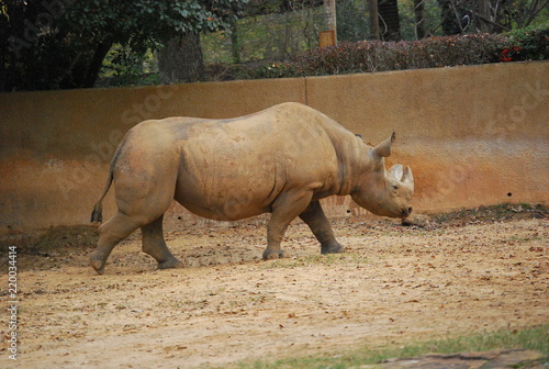 Rhinoceros Portrait
