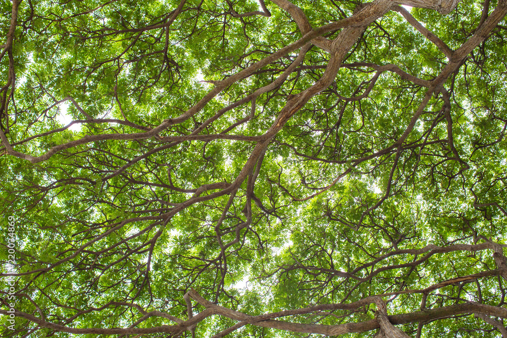 Fototapeta premium Under shade of giant tree from bottom view. can be use to natural background, wallpaper, template, screensaver. beautiful plant tree.