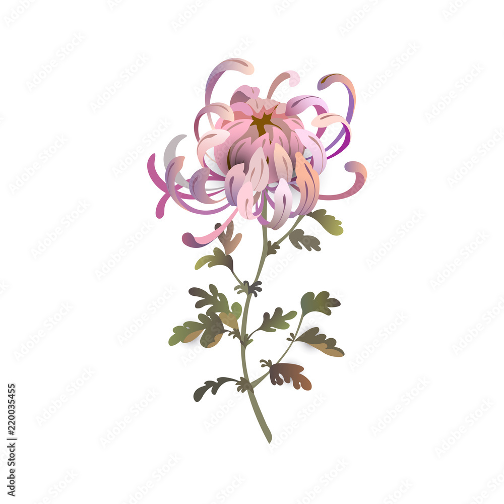 Chrysanthemum flower. Floral design. Pink chrysanthemum illustration