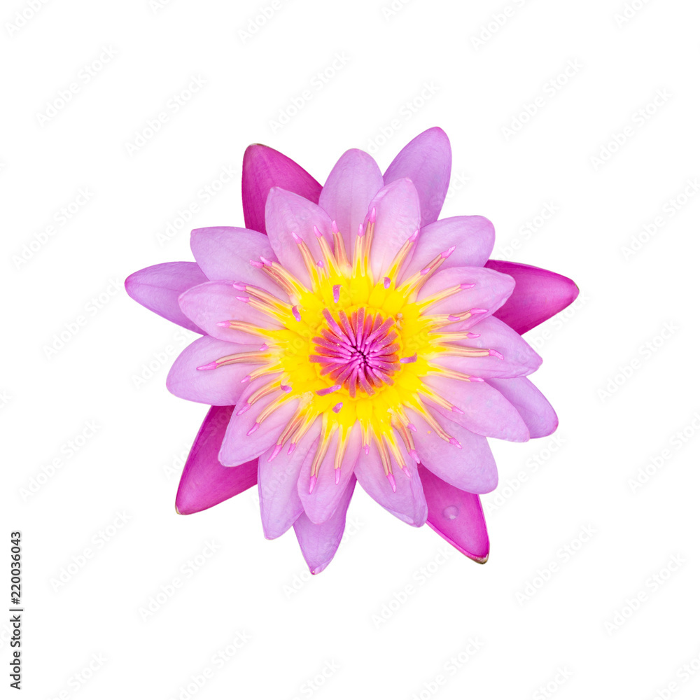 Pink water lily isolated on white background with clipping path