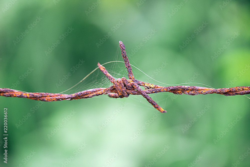 Old rusty security barbed wire fence isolated on green nature for background texture. Old rusty security barbed wire fence isolated on green for background texture Old rusty security barbed wire fence isolated on green nature for background texture. Old rusty security barbed wire fence isolated on green for background texture