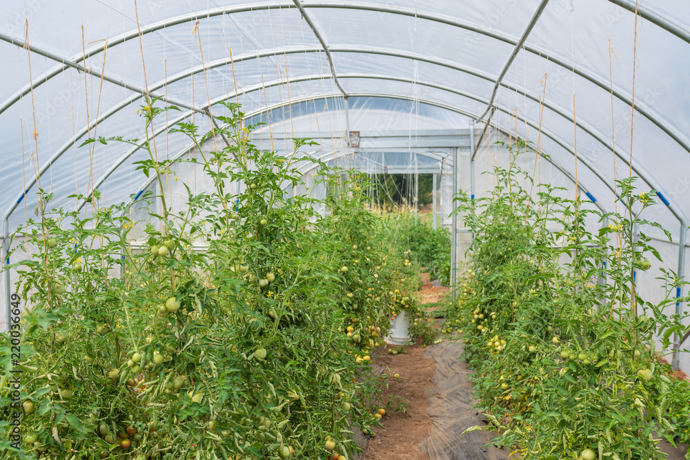 Tomatoes growing in the greenhouse Tomatoes growing in the greenhouse