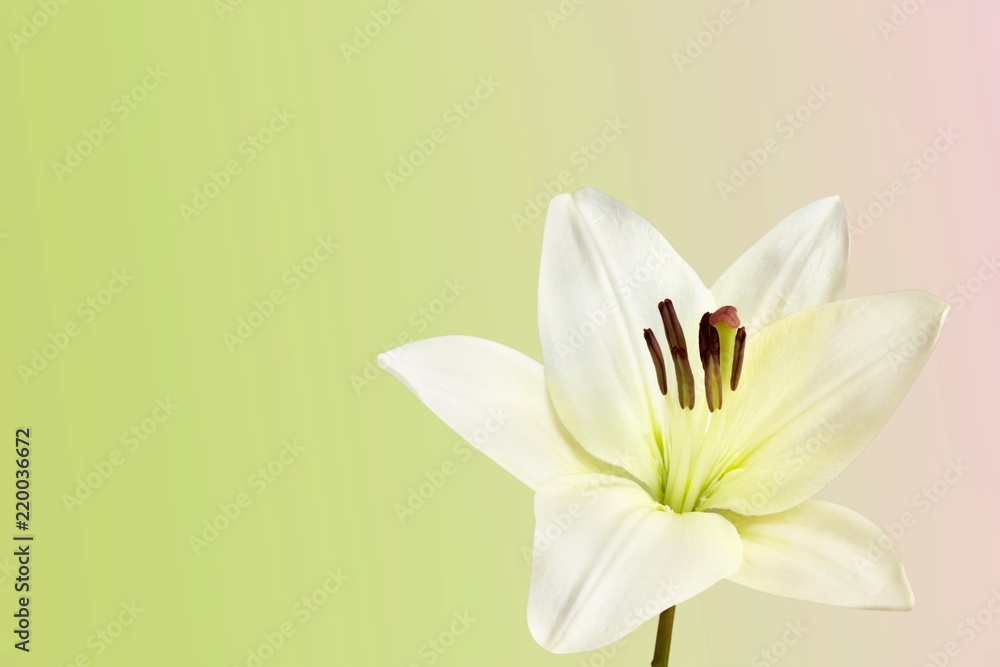 Fototapeta premium Beautiful white lily on background