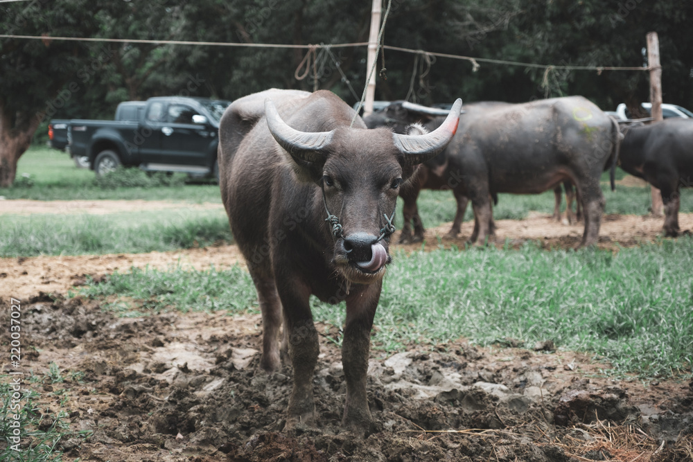 Closeup image of an asian water buffalo in a farmland Closeup image of an asian water buffalo in a farmland