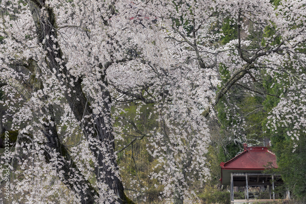 赤和観音のしだれ桜 赤和観音のしだれ桜