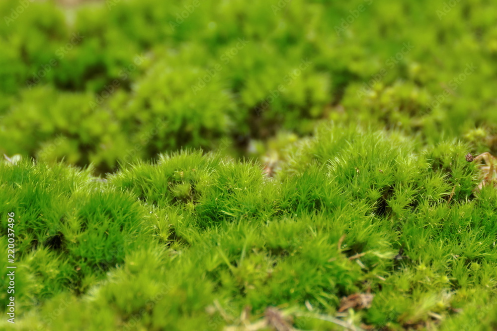 苔の生えた地面 苔の生えた地面