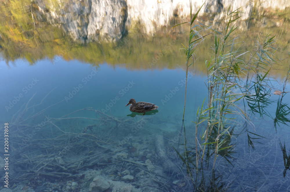 Fototapeta premium A duck swimming on one of the emerald lake at the Plitvice Lakes National Park. The beauty of the National Park lies in its sixteen lakes, inter-connected by a series of waterfalls, walkway & pond.