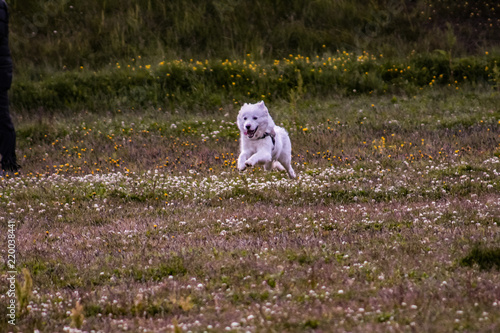 Animales