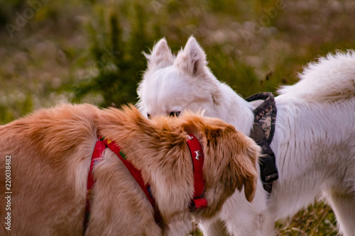 Animales