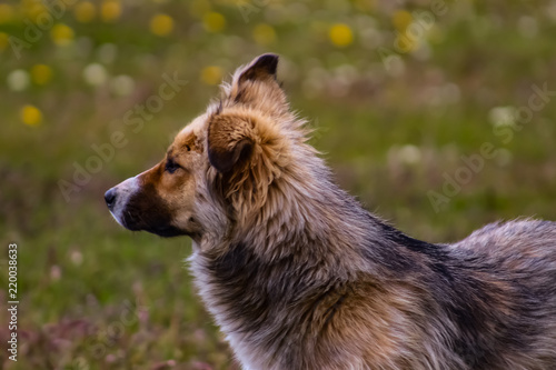 Animales