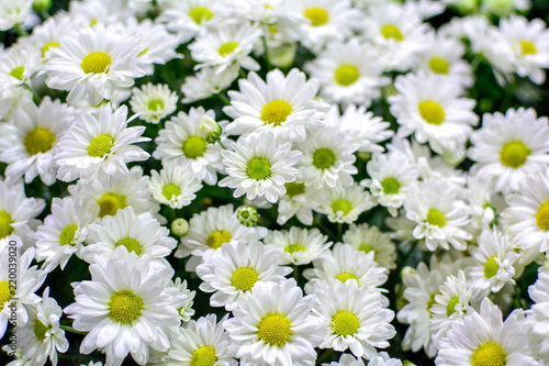 white daisy