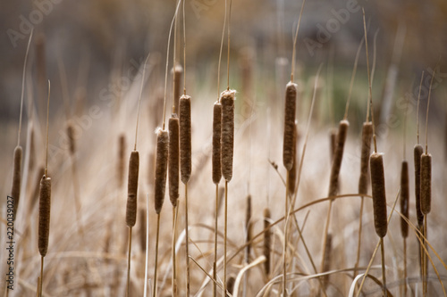 cat tails