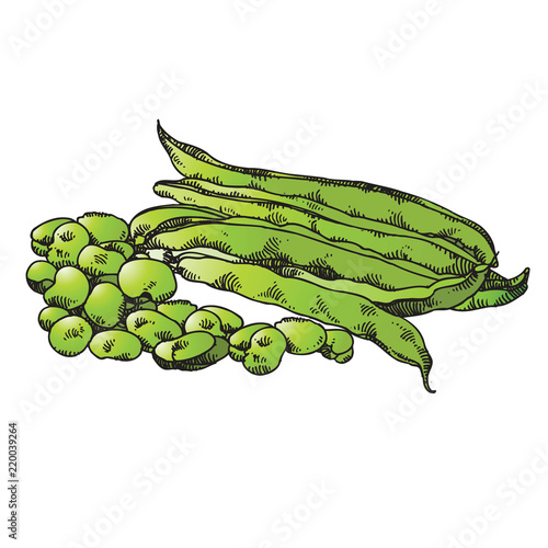 isolated green color hand drawn beans and seeds