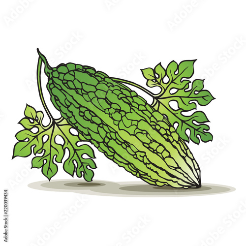 green hand drawn bitter gourd on smooth shadow