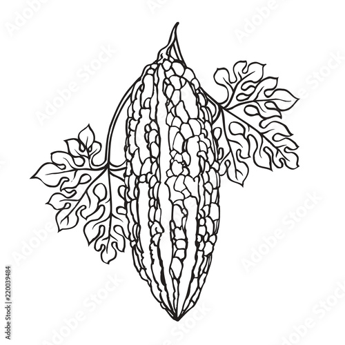 hand drawn black outline bitter guard isolated on white background