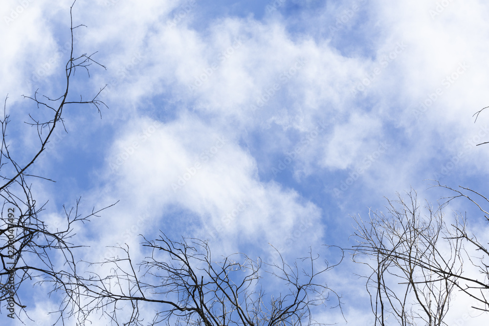 Nature background with tree branches and room for copy space Nature background with tree branches and room for copy space