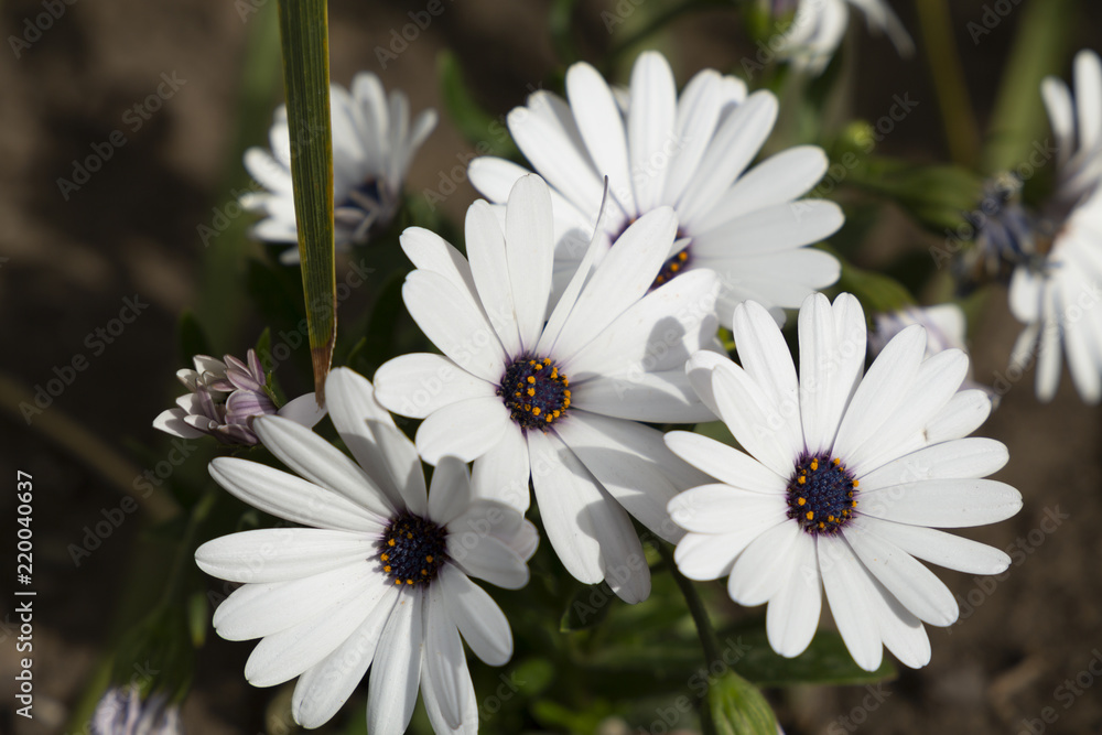 Fototapeta premium African Daisy in nature flowers