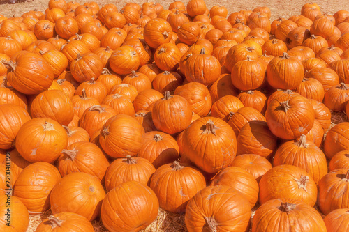 Pile of Bright Orange Howden Pumpkins on a sunny afternoon