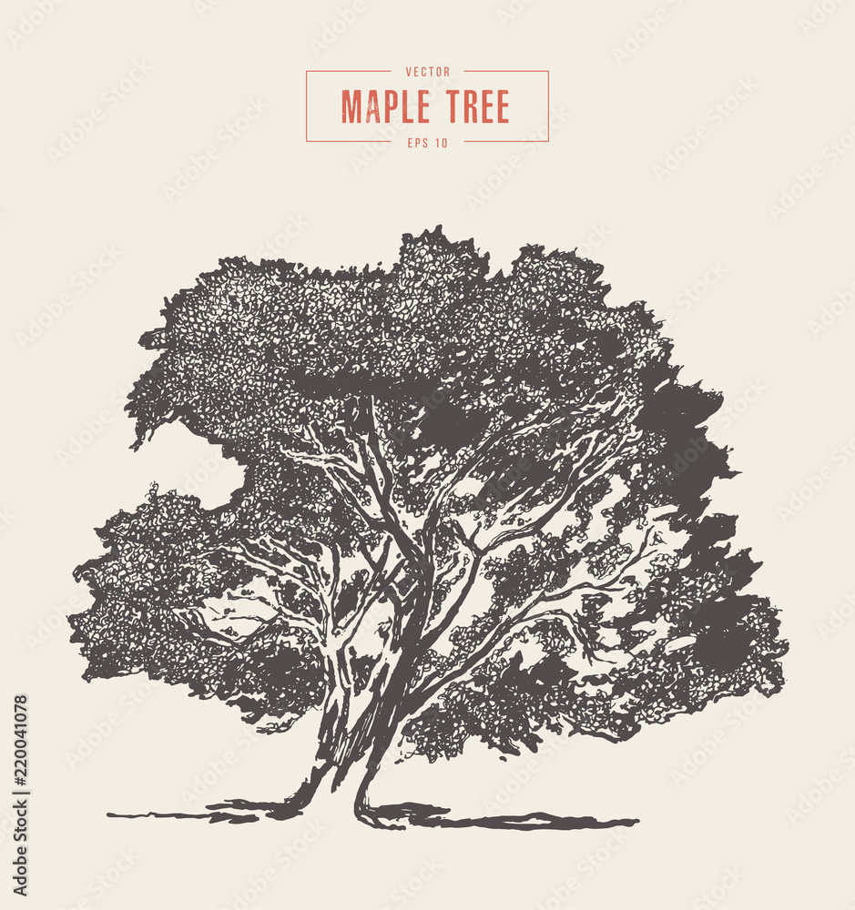 Fototapeta premium High detail vintage maple tree, hand drawn, vector