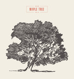 High detail vintage maple tree, hand drawn, vector