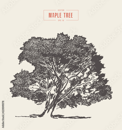 High detail vintage maple tree, hand drawn, vector