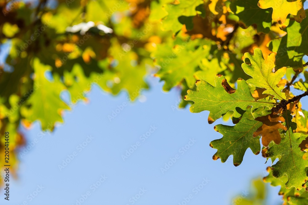 Autumn Oak Leaves on the Branches and Blue Sky on Background Autumn Oak Leaves on the Branches and Blue Sky on Background