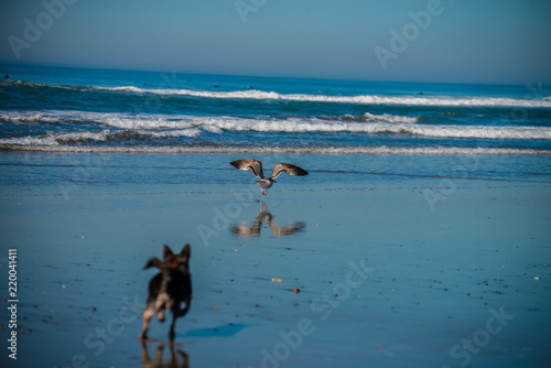 Dog chasing bird