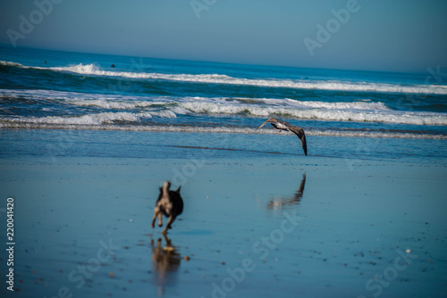 Dog chasing bird