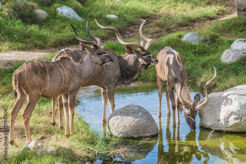 Watering Hole