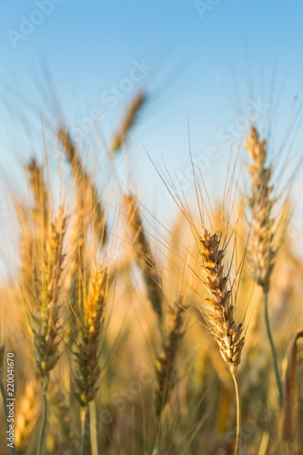 Golden Barley   Wheat Field
