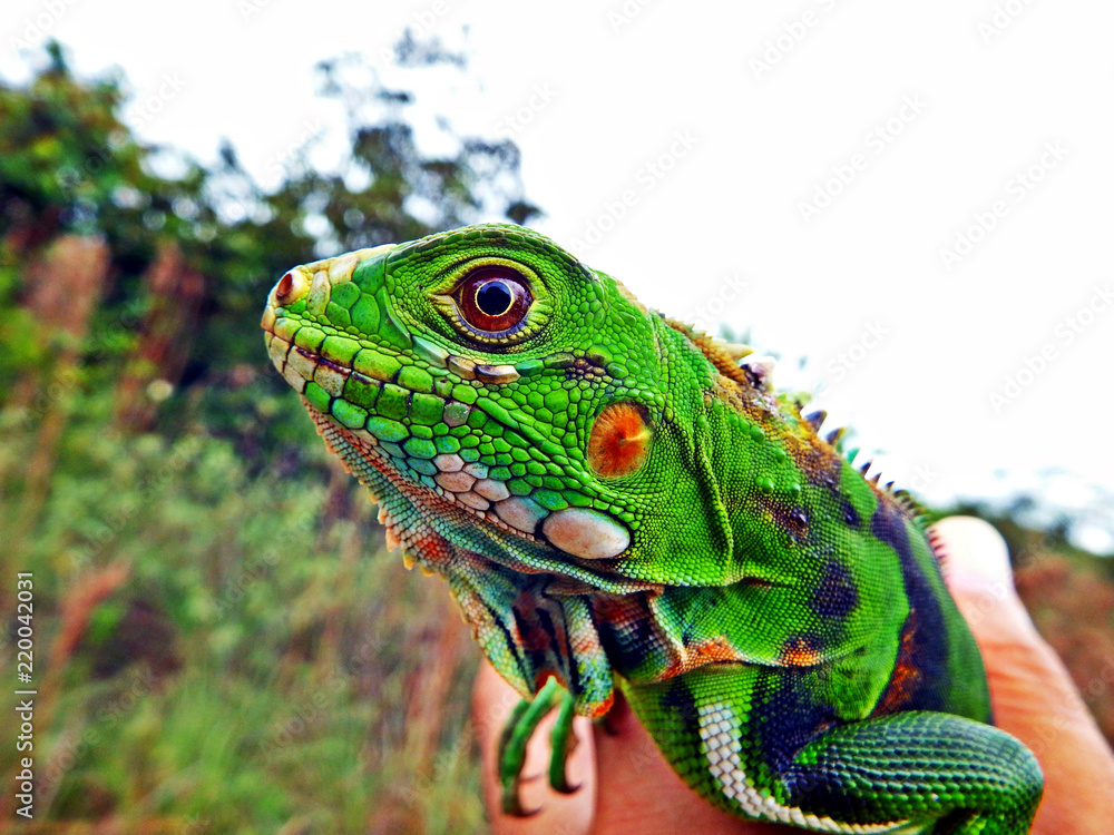 Obraz premium Green Iguana