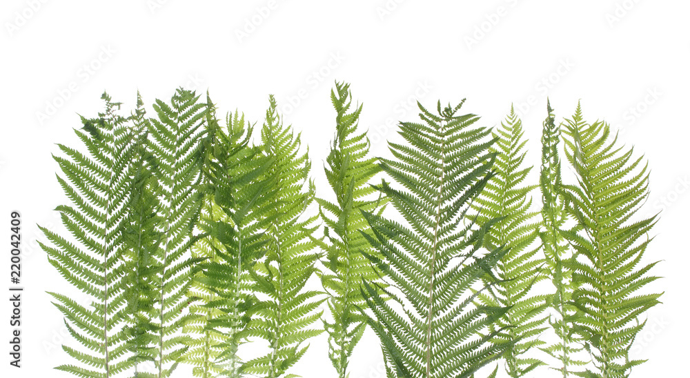 Green fern leaf isolated on white background.