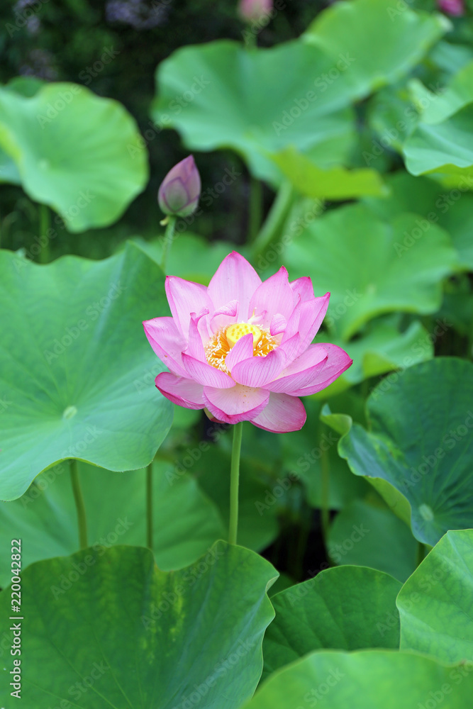 7月のハスの花 7月のハスの花