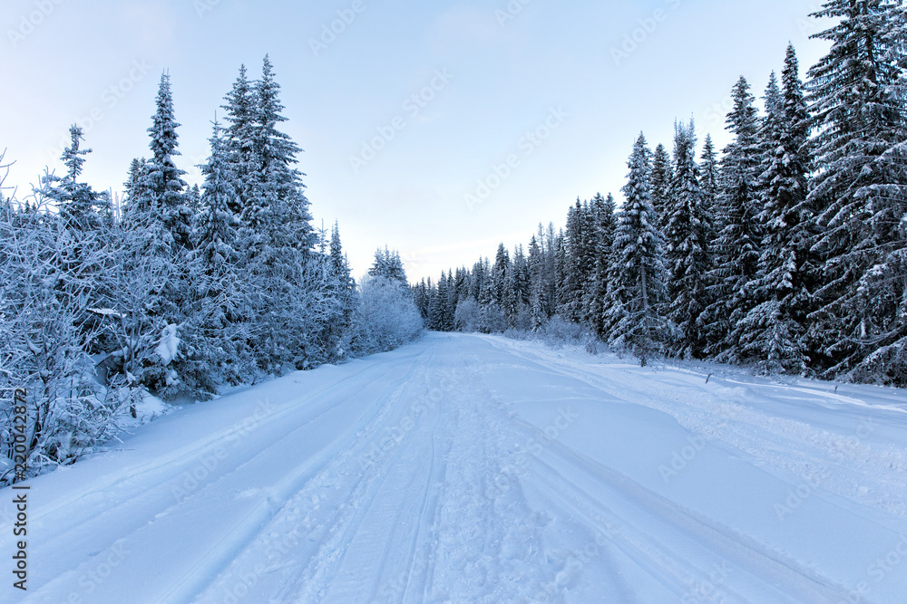 Spruce forest in winter Spruce forest in winter