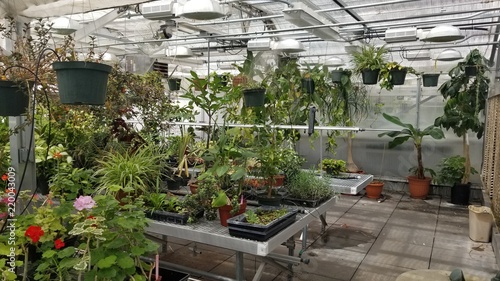 Greenhouse backdrop