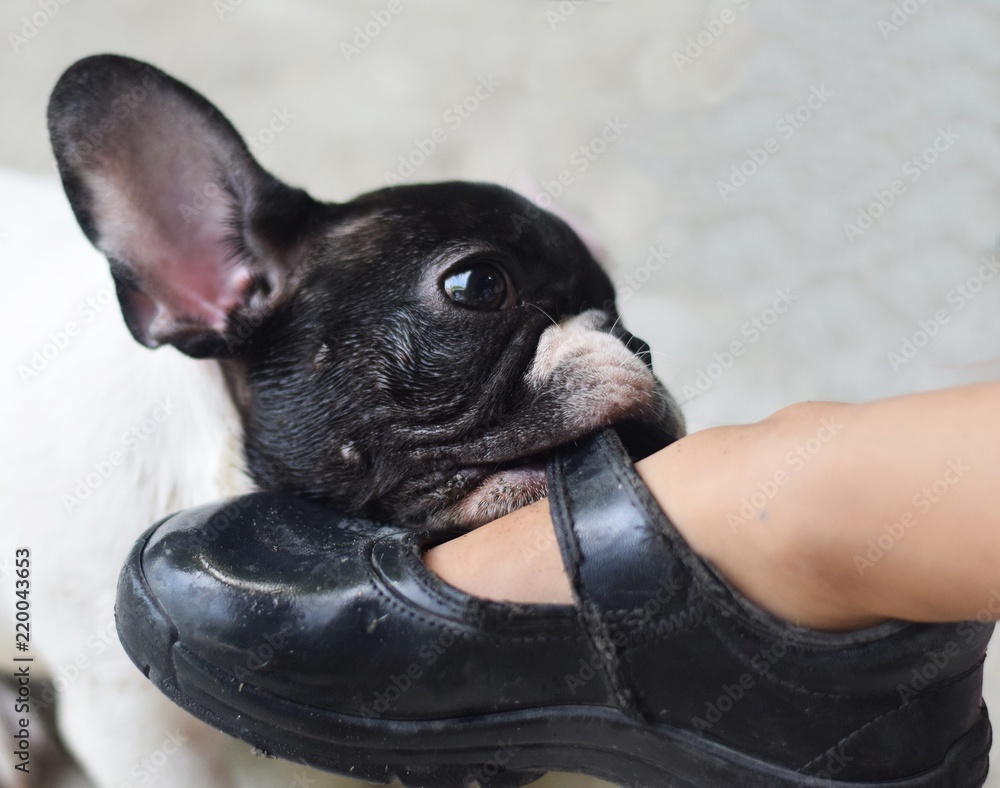 french bulldog bite shoes from girl foot Stock Photo Adobe Stock