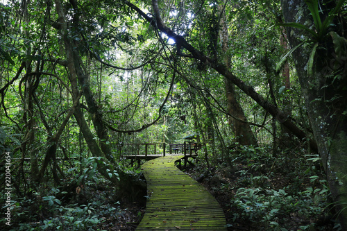 wooden path  in the middle of the rainforest  © MICHEL
