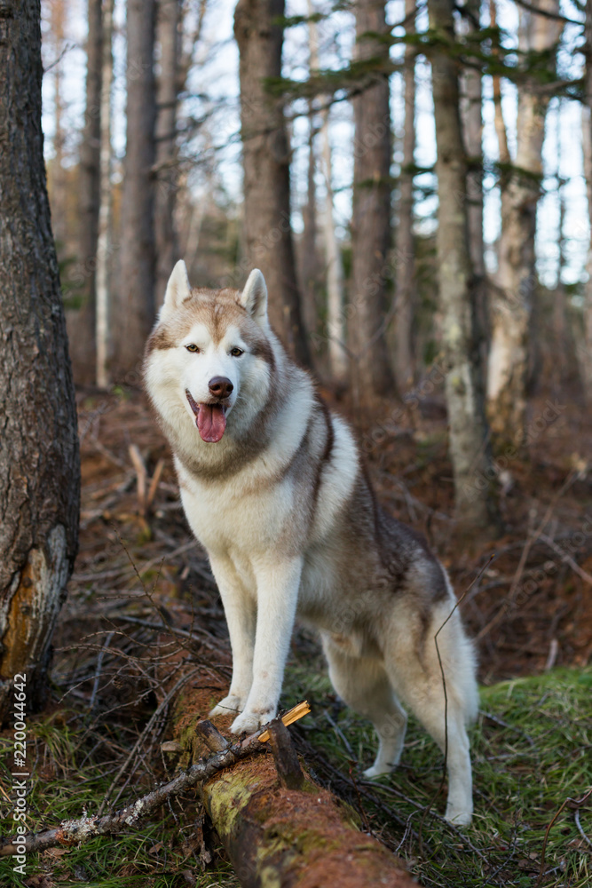Portrait of beautiful beige and white Siberian Husky dog standing in the forest on the tree at sunset