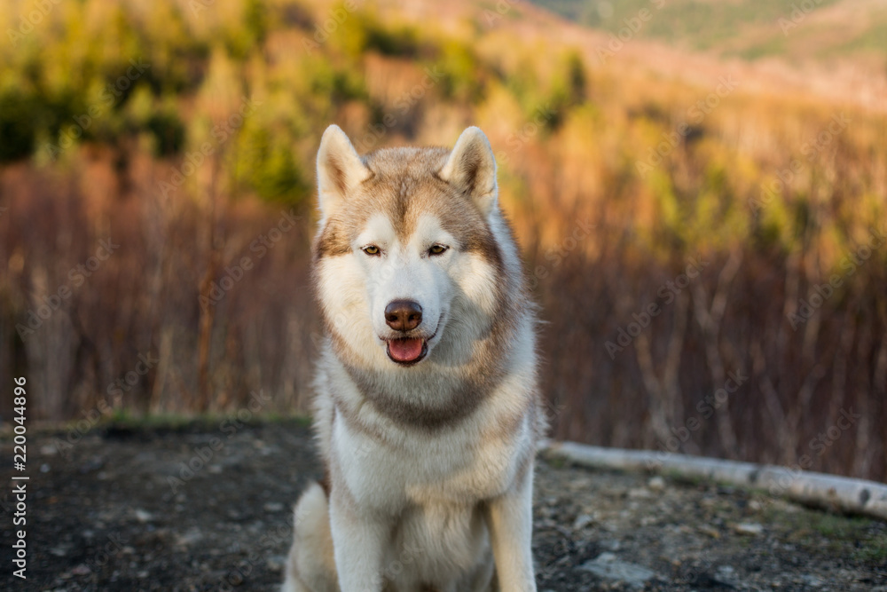 Close-up image of free beige and white Siberian Husky dog sitting in the forest at sunset on mountains background.