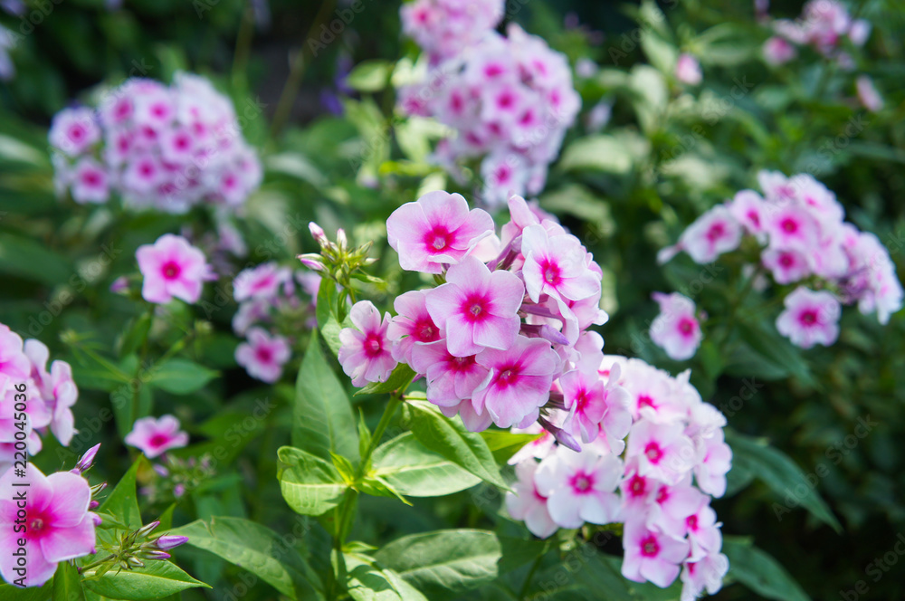 Phlox paniculata herbstwalzer pink flowers in garden Phlox paniculata herbstwalzer pink flowers in garden