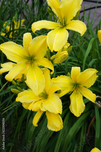 Hemerocallis lemon ladeline yellow lilly flowers