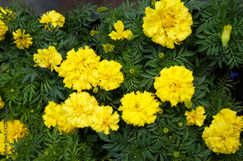 Tagetes patula bonanza or  french marigold many yellow flowers with green background