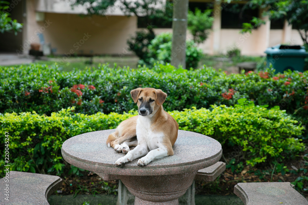 Obraz premium The dog lies on the table.