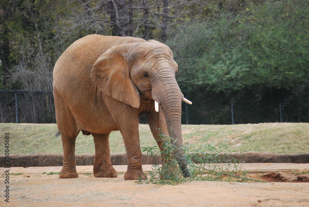 Fototapeta premium African Elephant