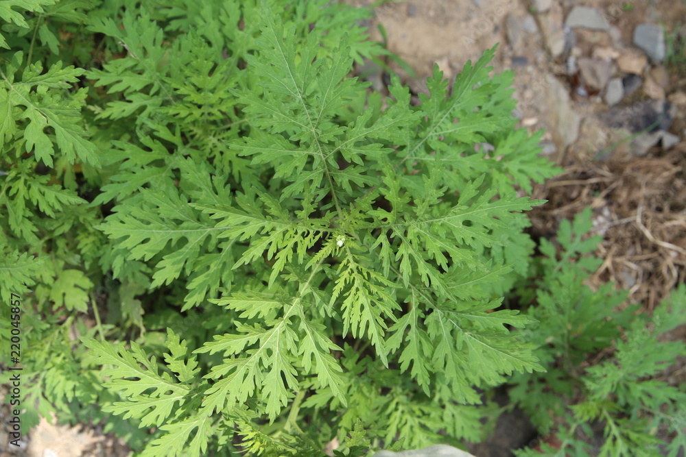 Cicely Plant Leaf Sweet Cicely Plants