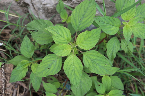 Wallpaper Mural Fresh mint growing in a herb garden Torontodigital.ca