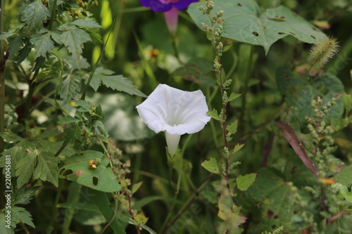 Beautiful White Ipomoea In Garden - Morning Glory