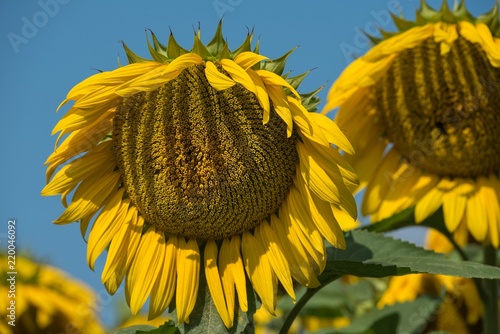 Fototapeta Naklejka Na Ścianę i Meble -  Sonnenblumenfeld