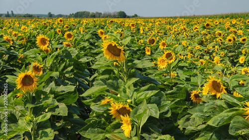 Fototapeta Naklejka Na Ścianę i Meble -  Sonnenblumenfeld
