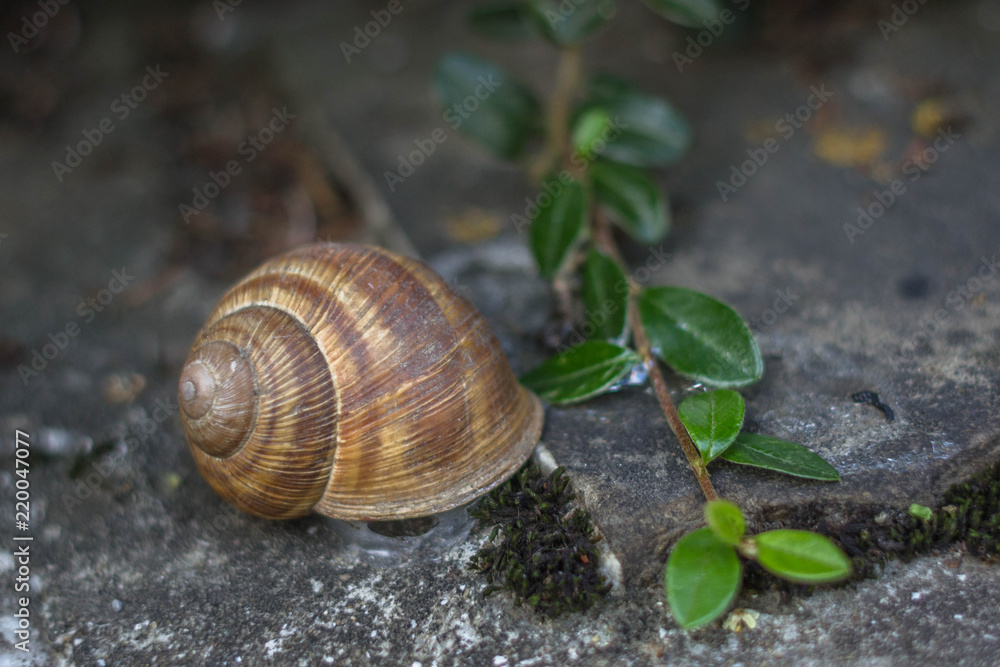 Snail in a spiral shell closeup. Snail in the shell. A pattern on the shell of a snail. Snail in a spiral shell closeup. Snail in the shell. A pattern on the shell of a snail.